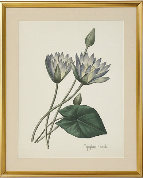 Framed Botanical Lithograph