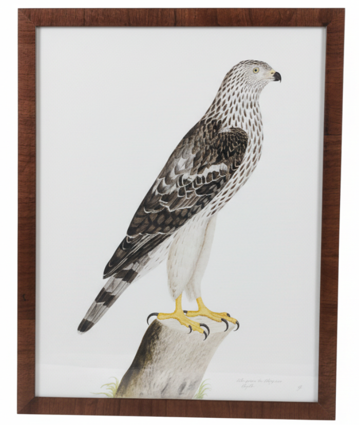 Olof Rudbeck Honey Buzzard Giclee Print