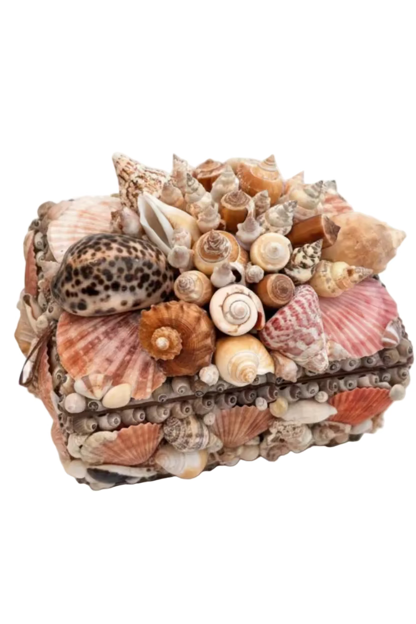 Assorted Natural Shell Box