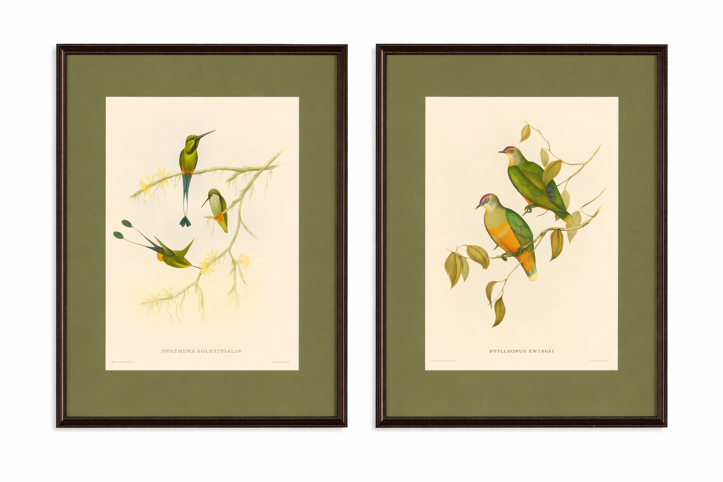 Pair of Vintage John Gould Botanicals