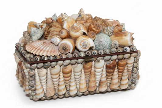 Mixed Shell Cluster Top with Turritella Sides